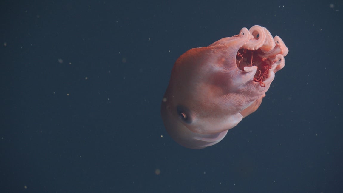 Rarely-Seen Seven-Arm 'Blob' Octopus Filmed by Underwater Camera ...