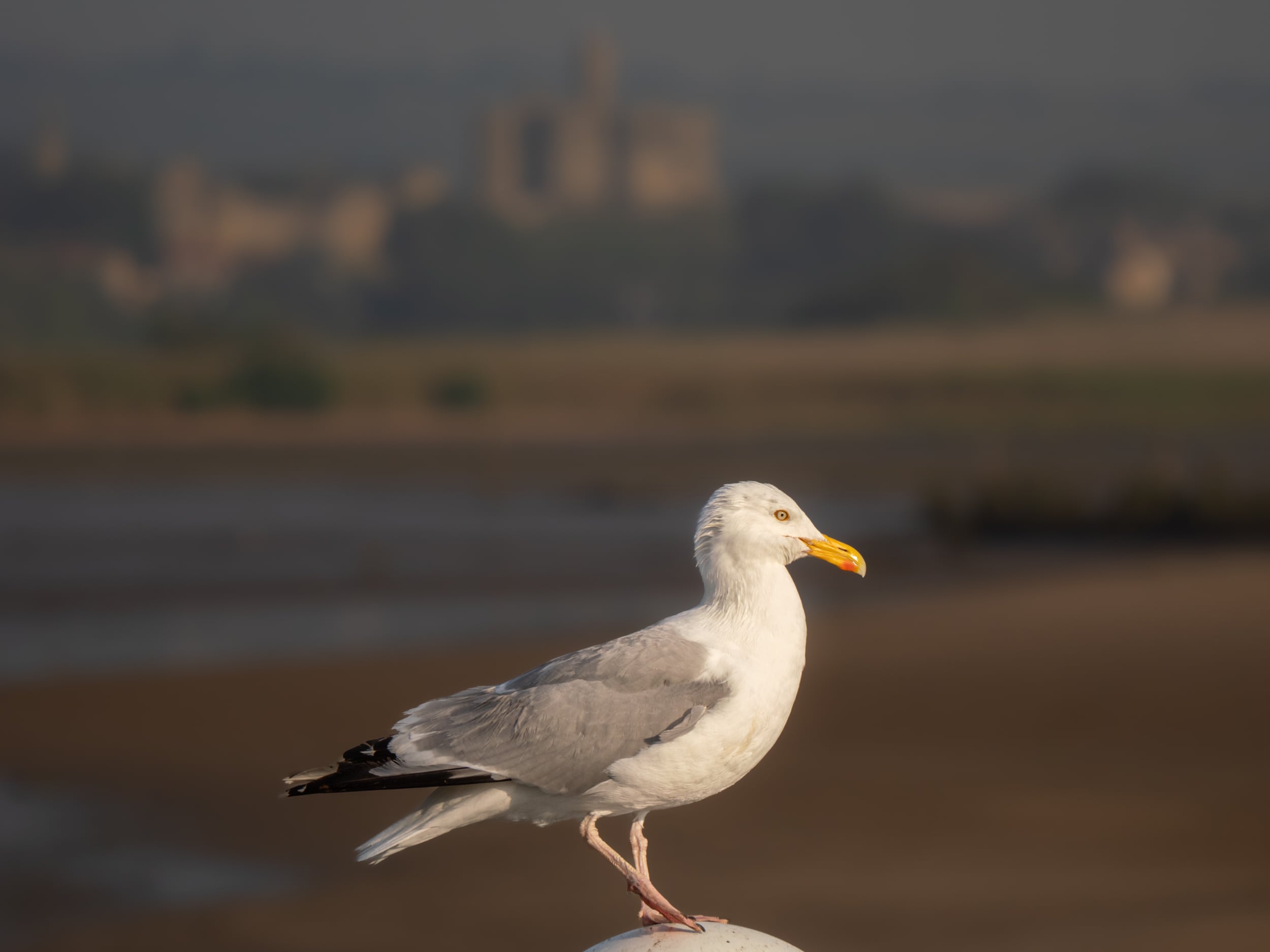 A seagull with white and grey feathers stands on a white surface, with a blurred background of a sandy shore and distant buildings under a hazy sky.
