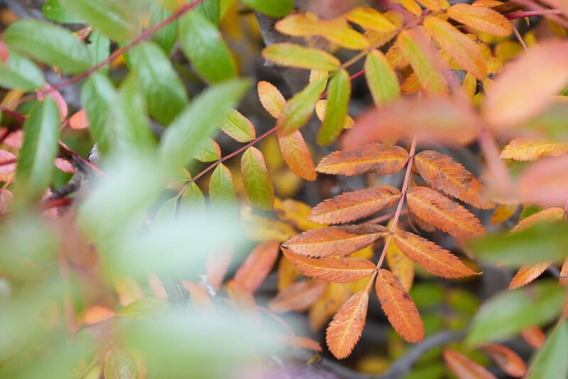 Primer plano de hojas de otoño en tonos naranja, amarillo y verde. Algunas hojas están nítidas, mientras que otras están borrosas, creando un efecto suave y en capas.