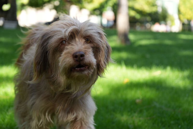 Un perro desaliñado, marrón y tostado se para sobre la hierba verde en un parque soleado y mira a la cámara con árboles y gente borrosa en el fondo.