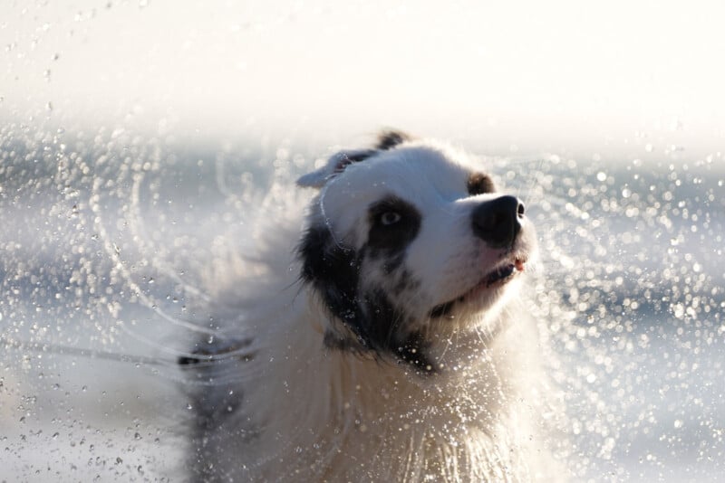 Un perro peludo sacudió su pelaje mojado y gotas de agua volaron en todas direcciones. El fondo está borroso, lo que sugiere un entorno al aire libre o de playa.