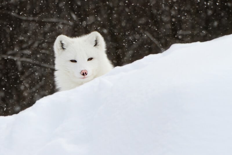 An arctic fox with white fur peers over a snowdrift while snowflakes fall around it; dark, blurred trees are visible in the background.