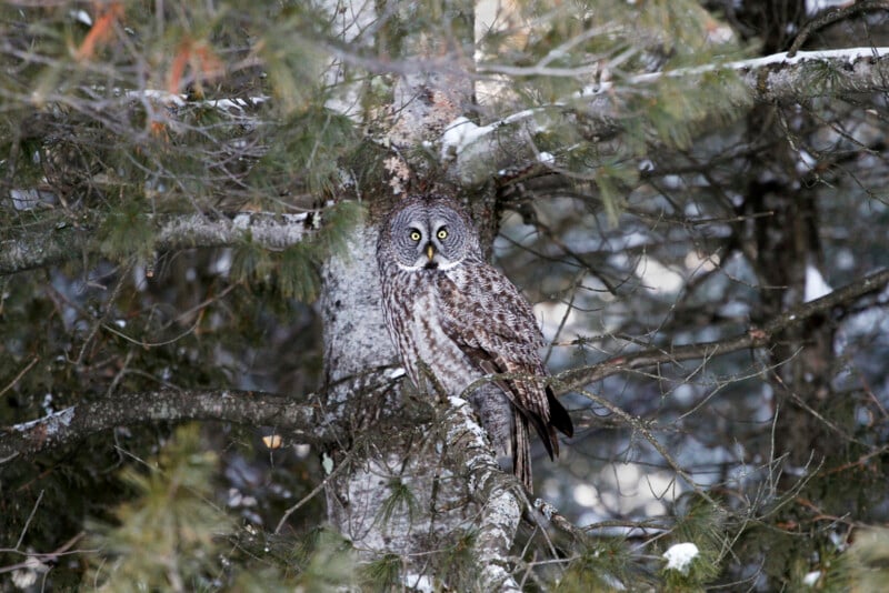 A great grey owl with mottled brown and grey feathers is perched on a tree branch, blending into the tree's bark and surrounding pine needles in a snowy forest.