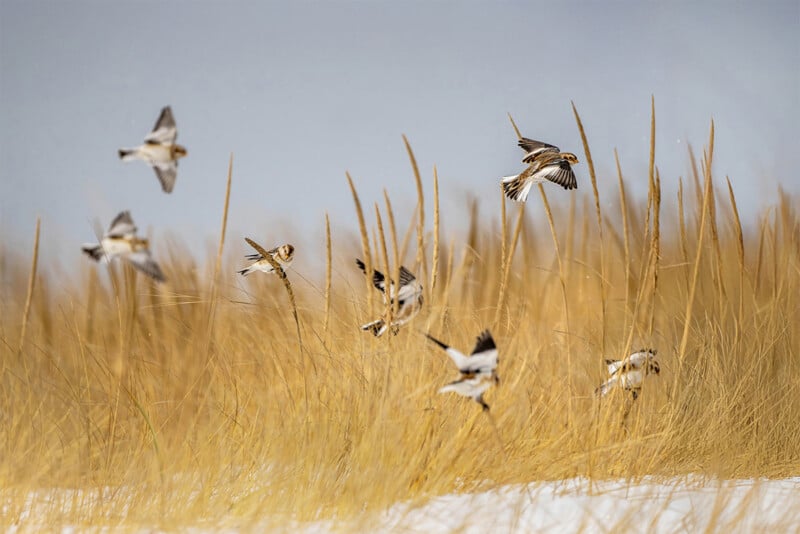 A flock of small birds with brown and white plumage fly and perch among tall golden grass stalks, with a pale sky in the background and a hint of snow on the ground.