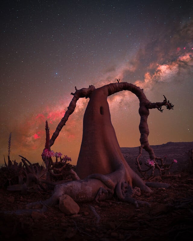 Un enorme y retorcido árbol del desierto con gruesas ramas se alza contra un vívido cielo nocturno estrellado con la Vía Láctea de fondo. La escena es rocosa y surrealista, con flores rosadas cerca de las raíces de los árboles.