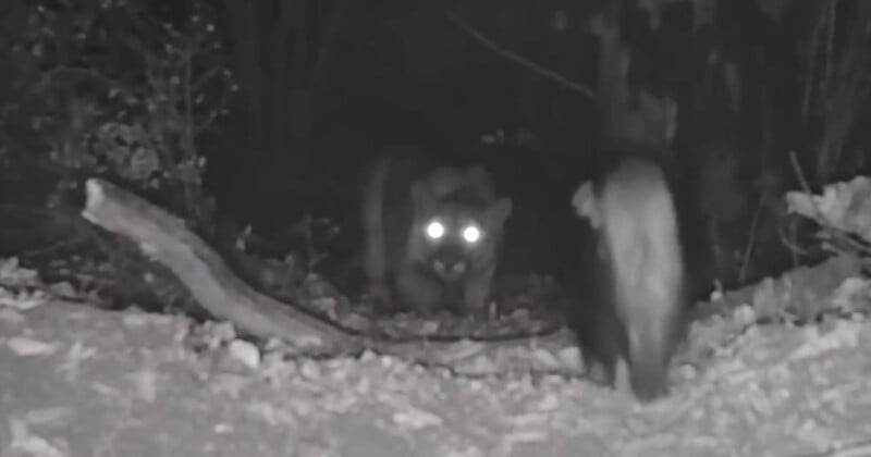 La imagen de la cámara de visión nocturna muestra dos animales en el bosque. Uno de ellos, probablemente un puma, mira a la cámara con ojos brillantes, mientras que el otro animal se aleja, parcialmente oscurecido. El suelo estaba cubierto de hojas y ramas.