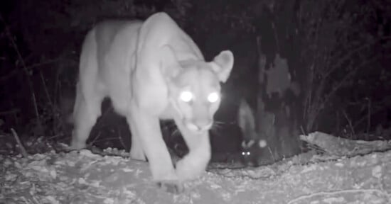 A large mountain lion walks toward the camera at night, its eyes glowing brightly due to the camera flash. In the background, another animal's eyes shine in the darkness among the trees.