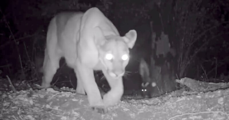 Por la noche, un enorme puma camina hacia la cámara, sus ojos brillan bajo el flash de la cámara. Al fondo, los ojos de otro animal brillan en la oscuridad del bosque.