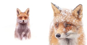 A red fox sits in the snow on the left, while a close-up on the right shows the fox's face with snowflakes on its fur and alert amber eyes, set against a bright, snowy background.