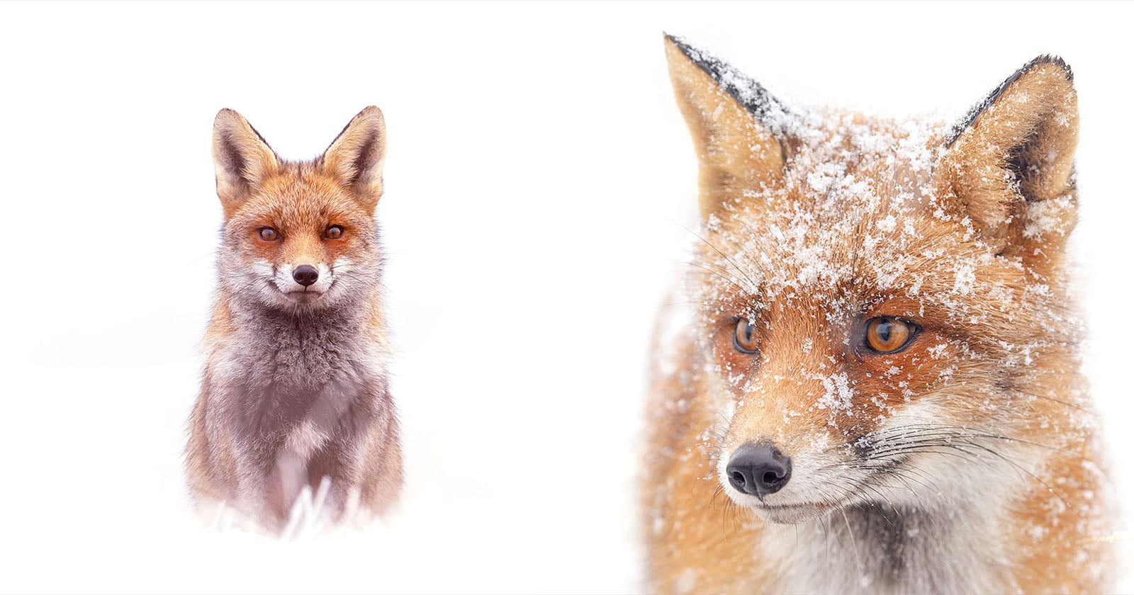 A red fox sits in the snow on the left, while a close-up on the right shows the fox's face with snowflakes on its fur and alert amber eyes, set against a bright, snowy background.