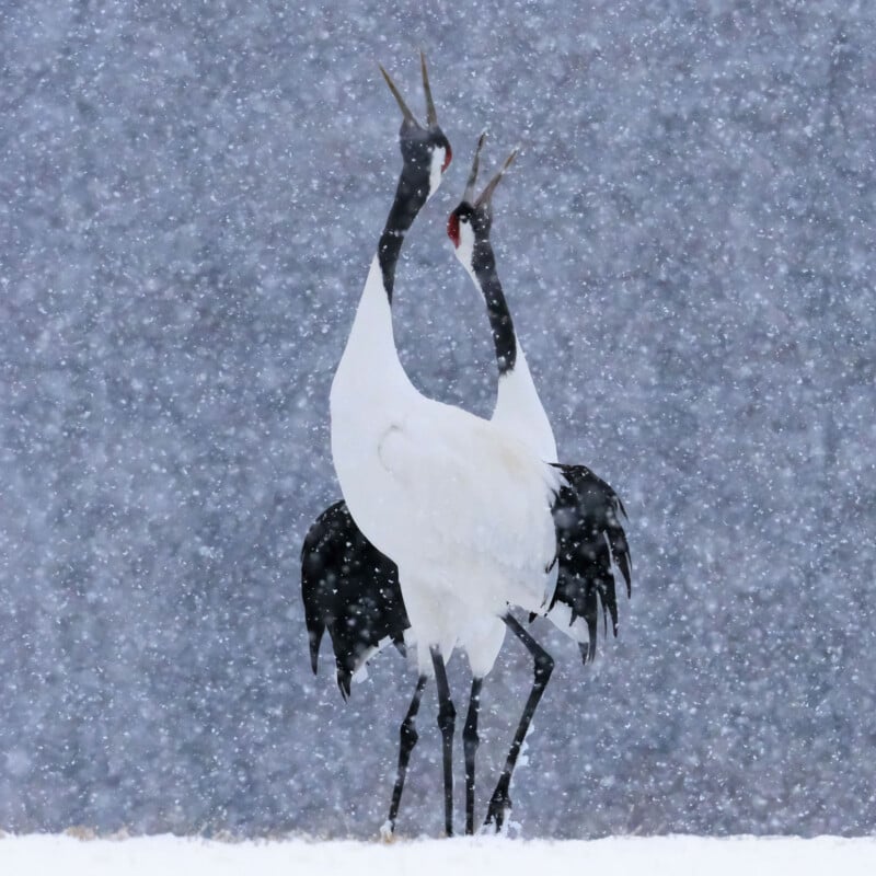 Two red-crowned cranes stand close together in falling snow, their black and white feathers contrasting with the snowy background as they stretch their necks upward and call out.