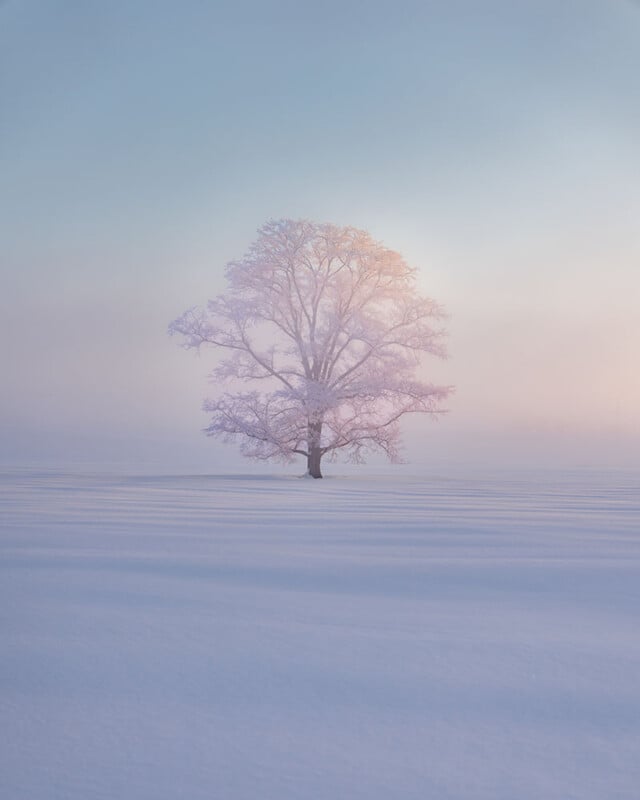 Un árbol solitario se alza en medio de un campo nevado, bañado por una luz suave, con niebla al fondo y un cielo azul claro arriba.