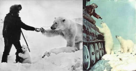 Two photos show humans feeding polar bears. On the left, a person offers food to a large polar bear standing on its hind legs, with two cubs nearby. On the right, two bears receive food from people on a snow-covered tank.