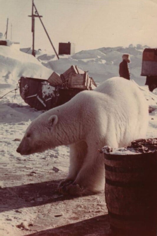 Un oso polar camina sobre la nieve cerca de barriles y escombros, con una persona al fondo y edificios cubiertos de nieve que rodean el área.