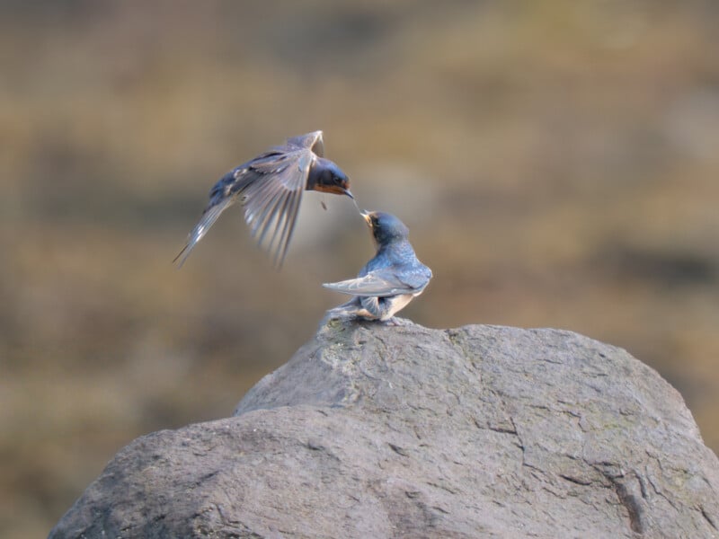 Un pájaro flota en el aire mientras alimenta a otro pájaro posado sobre una gran roca. Ambas aves tienen plumas azules y blancas sobre un fondo marrón borroso.