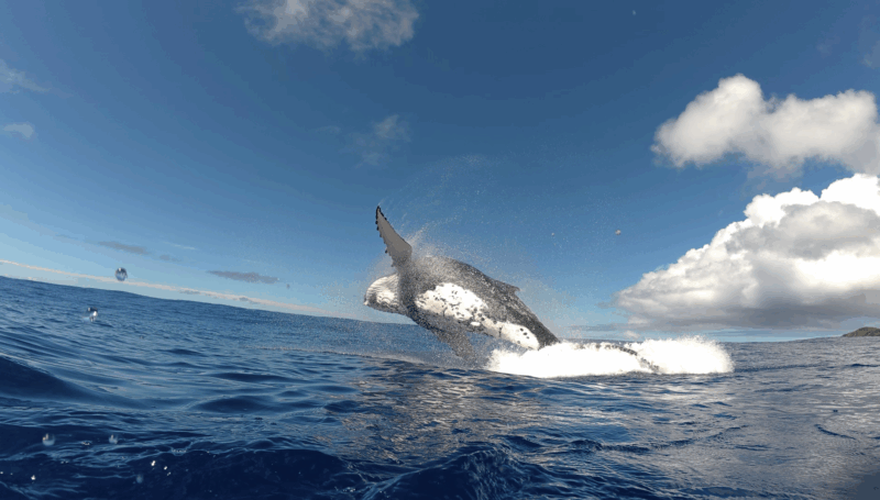Bajo un cielo azul brillante y nubes dispersas, una ballena jorobada emerge del agua azul y chapotea cerca del horizonte.