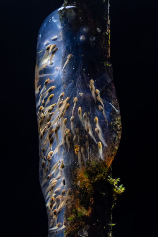 A close-up view of a transparent egg sac attached to a stick, containing numerous developing tadpoles, some moss growing on the stick, all set against a dark background.