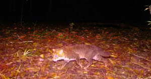 A small, reddish-brown wild cat with a white underside walks on leaf-covered ground at night, captured by a trail camera with glowing eyes and a dark forest background.