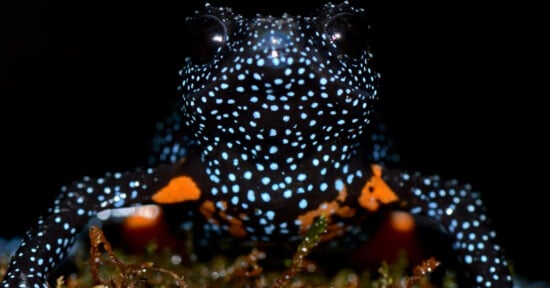 A close-up of a black frog covered in bright blue spots and orange patches on its body, sitting on green moss against a dark background.