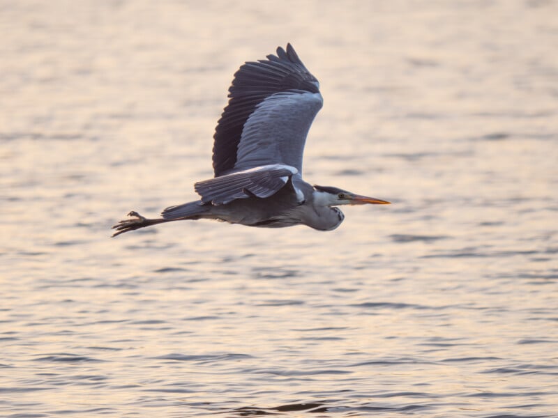 Al atardecer, una garza real vuela bajo sobre las tranquilas aguas, con las alas extendidas y el largo cuello estirado hacia adelante.