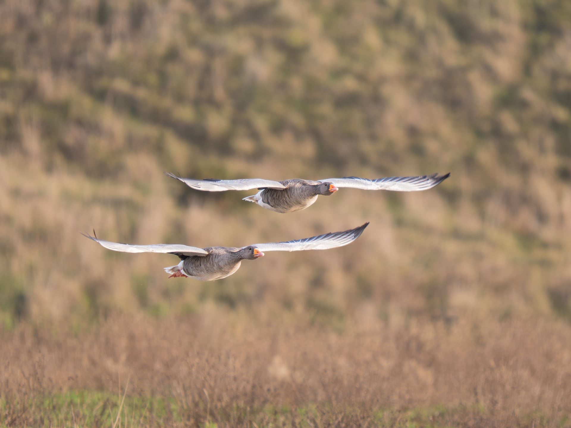 Two gray geese with outstretched wings fly side by side above a field with tall grass and a blurred, natural background.
