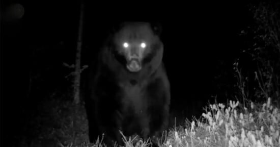 A large bear stands facing the camera at night, its eyes glowing brightly from the flash. The background is dark, with some faintly visible trees and grass illuminated in the foreground.