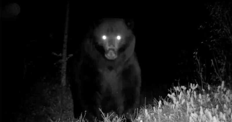 Por la noche, un gran oso se enfrenta a la cámara y sus ojos brillan intensamente bajo el flash. El fondo es oscuro, con algunos árboles y hierba apenas visibles en primer plano.