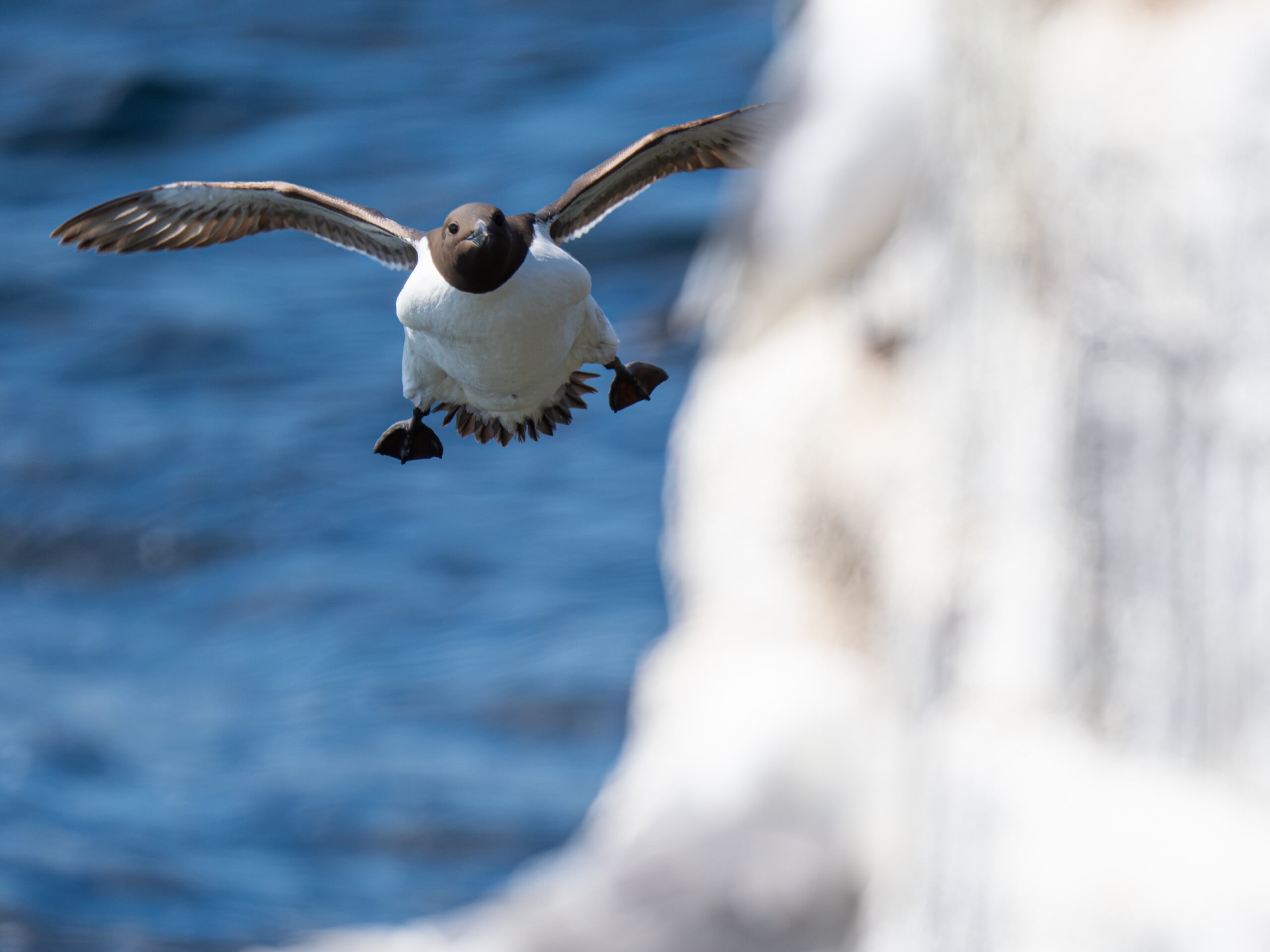 A bird with a dark head and white body flies toward the camera over blue water, wings outstretched. A sunlit rock or cliff is blurred in the foreground on the right side of the image.