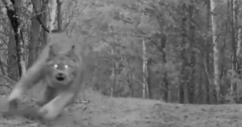 Un lobo borroso con ojos brillantes corre hacia la cámara por un sendero forestal. Esta foto está en blanco y negro y probablemente fue tomada con una cámara de seguimiento o una cámara de visión nocturna. Los árboles y las hojas llenan el fondo.
