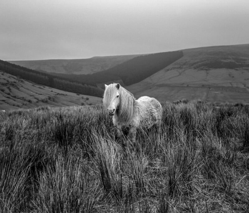 A white pony stands in tall grass on a moorland, with rolling hills and cloudy skies in the background. The black-and-white photo creates a calm, timeless atmosphere.