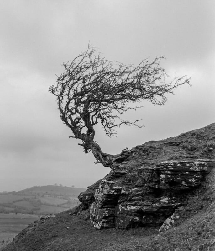 A windswept, leafless tree grows out of the edge of a rocky cliff, leaning sharply to the left. Rolling hills and a cloudy sky are visible in the background. The image is black and white.