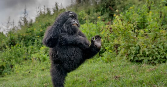 A gorilla standing upright on one leg with one arm raised and the other touching its head, appearing to balance or dance on a grassy area with dense green foliage in the background.