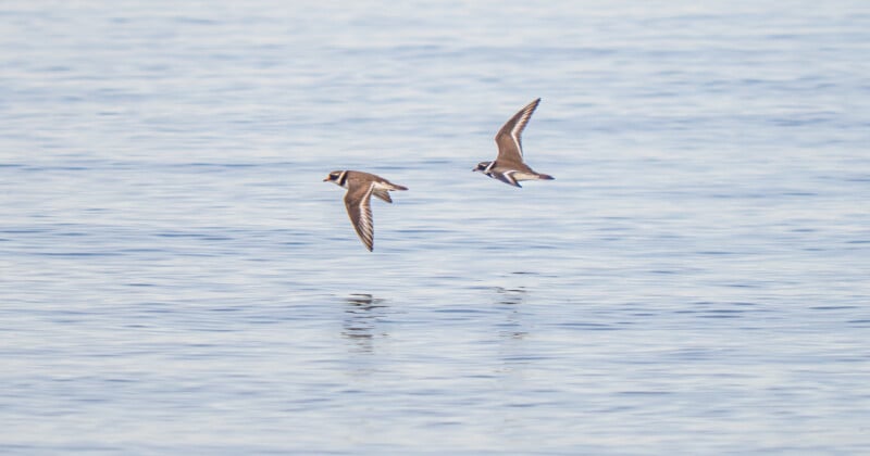 Dos aves playeras marrones y blancas vuelan bajo sobre las tranquilas aguas azules, sus reflejos apenas visibles en el agua debajo de ellas.