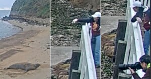Three-panel image: Left shows a seal lying on a sandy beach. Center and right panels show people leaning over a railing above the seal, with one person pointing and another taking photos below.