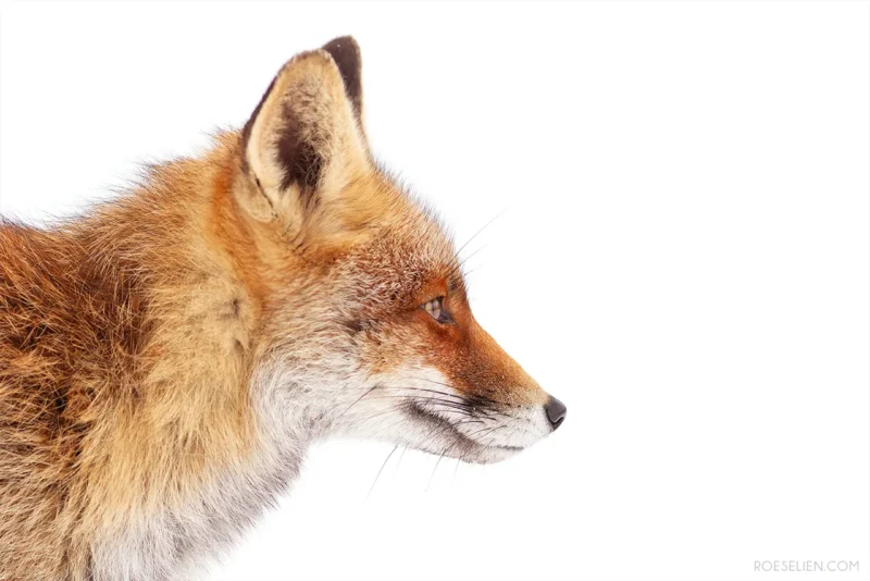 A close-up side profile of a red fox against a white background, showing its face, ear, and reddish-brown fur with detailed texture.