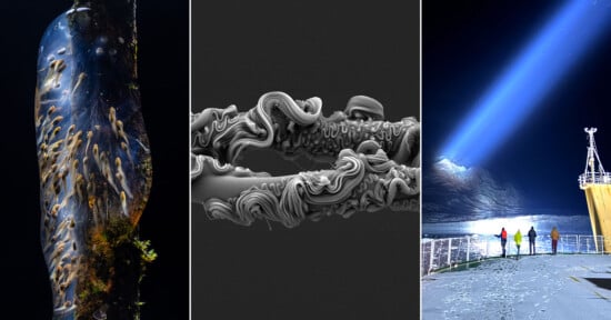 A triptych: left, a close-up of a translucent, elongated sea creature with white markings; center, a microscope image of twisted, tubular structures; right, people on a ship at night facing a bright beam shining on icy mountains.
