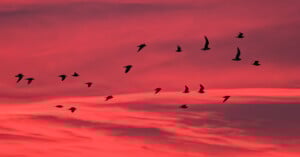 A flock of birds flies in silhouette against a vivid red and pink sky at sunset, with clouds streaking across the background.