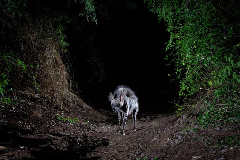 A striped hyena stands on a dirt path at night, partially illuminated, with dense green foliage and darkness in the background.