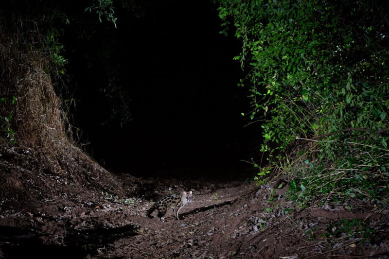 A small, spotted wildcat stands alert on a dirt path at night, surrounded by dense green foliage, with a dark forest in the background.