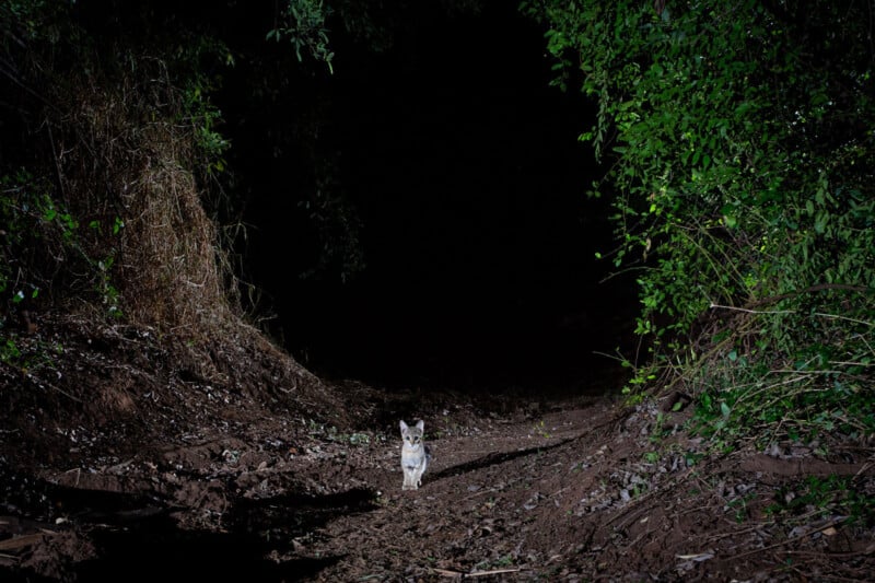 A small cat stands alone on a dirt path at night, illuminated by a light, surrounded by dense, dark foliage on both sides, with darkness filling the background.