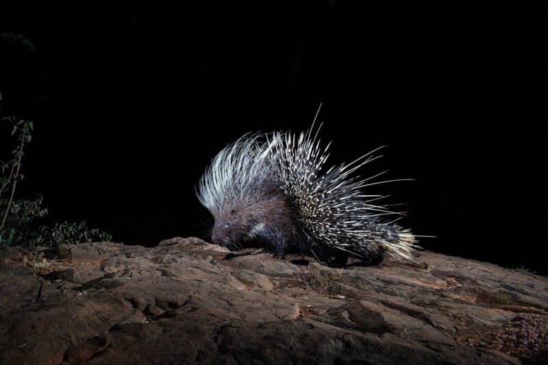 A porcupine with long, sharp quills walks across a rocky surface at night, illuminated against a dark black background.