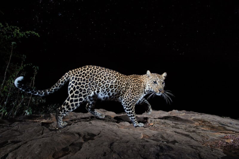 A leopard with a spotted coat walks on rocky ground at night, illuminated by a flash, with a dark starry sky in the background and some foliage on the left.