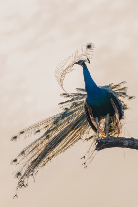 A peacock stands on a tree branch with its long, iridescent tail feathers cascading downward and crest feathers raised, set against a soft, light background.