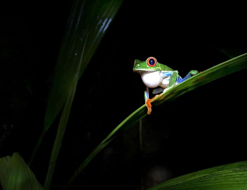 A vibrant green tree frog with red eyes and orange feet sits on a green leaf against a dark, blurred background. Its throat is puffed out as if calling or breathing.