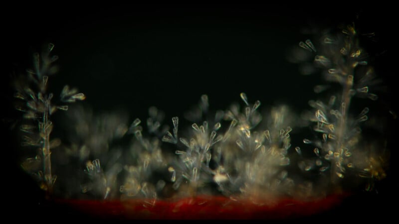 Close-up image of delicate, translucent ice crystals or snowflakes against a dark background, with a blurry red surface at the bottom. The crystals appear branch-like and intricate.