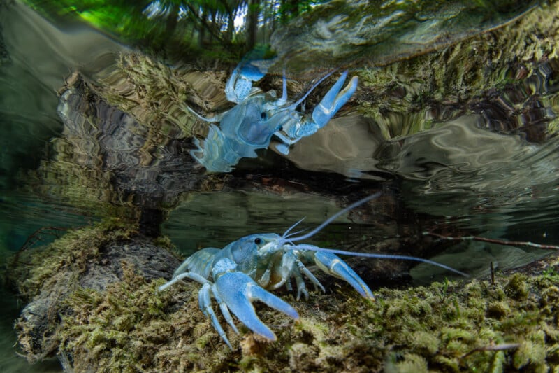 Dos cangrejos azules con grandes garras bajo el agua, uno descansando sobre una roca cubierta de musgo y el otro nadando arriba, rodeados de reflejos y plantas acuáticas.