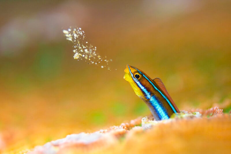 Un pez colorido con marcas azules, amarillas y naranjas asoma la cabeza entre los corales y expulsa una nube de arena bajo el agua sobre un fondo suave y borroso.