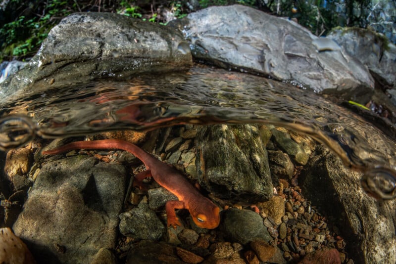 Una salamandra de color naranja brillante se posa sobre una roca submarina junto a un arroyo. La foto está dividida por encima y por debajo de la línea de flotación, mostrando el lecho rocoso del río y las piedras a lo largo de la orilla de arriba.