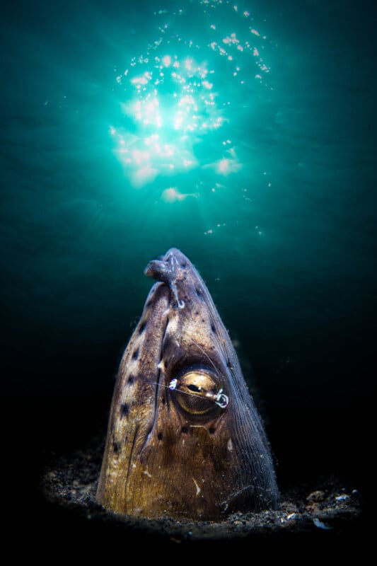 La foca submarina mira hacia el agua, iluminada por la luz del sol que se filtra a través del agua. Burbujas brotaban de la parte superior de su cabeza y su pelaje y bigotes eran claramente visibles.