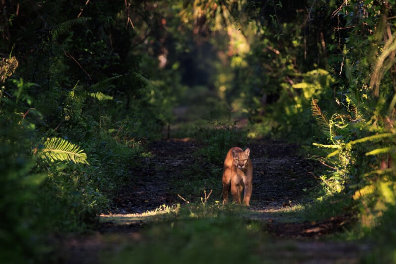 Una solitaria pantera de Florida camina por un sendero forestal bañado por el sol, rodeada de exuberantes hojas verdes y helechos.